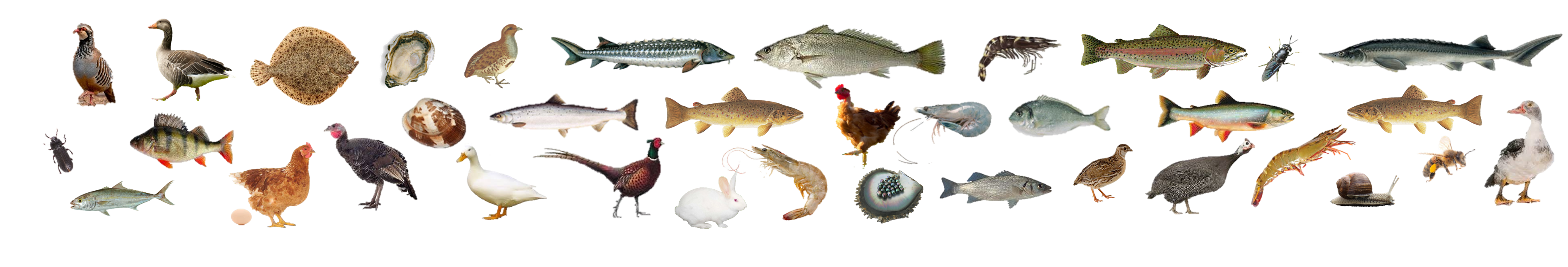FriseAnimaux SYSAAF.png