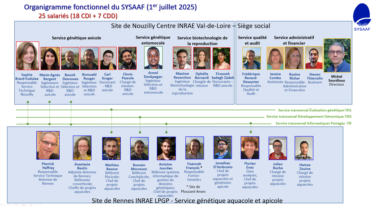 2025-07-01-sysaaf-organigramme.png