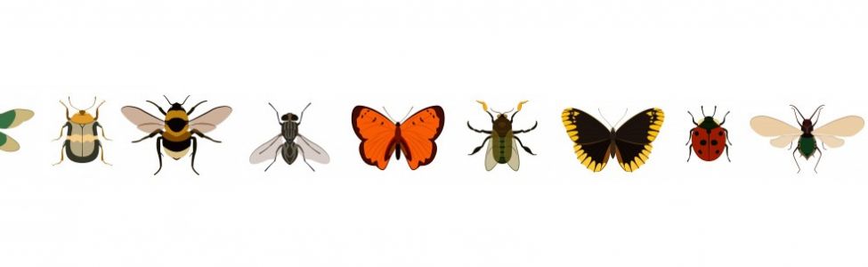 bandeau insecte.jpg