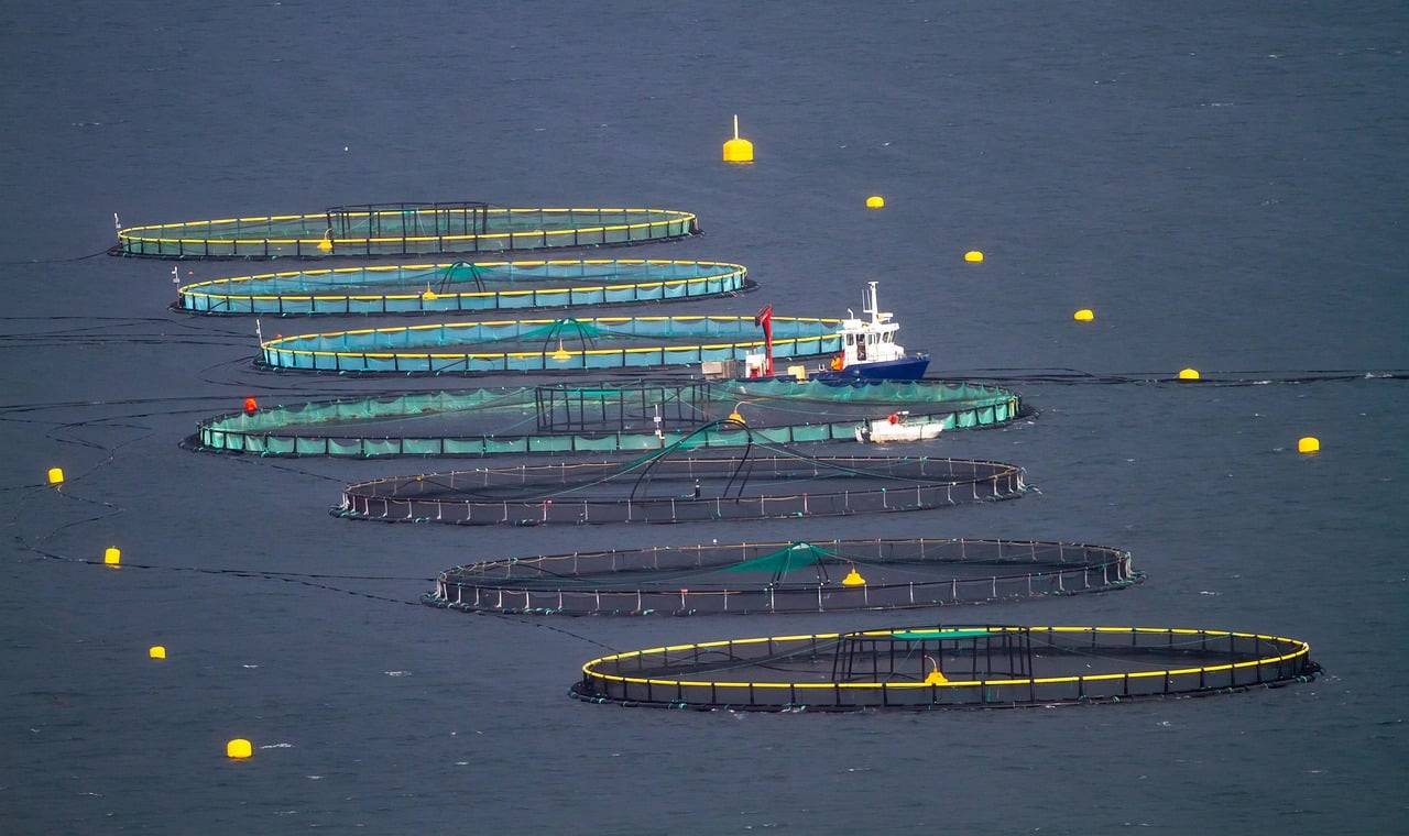 fish-farming-7557623_1280.jpg