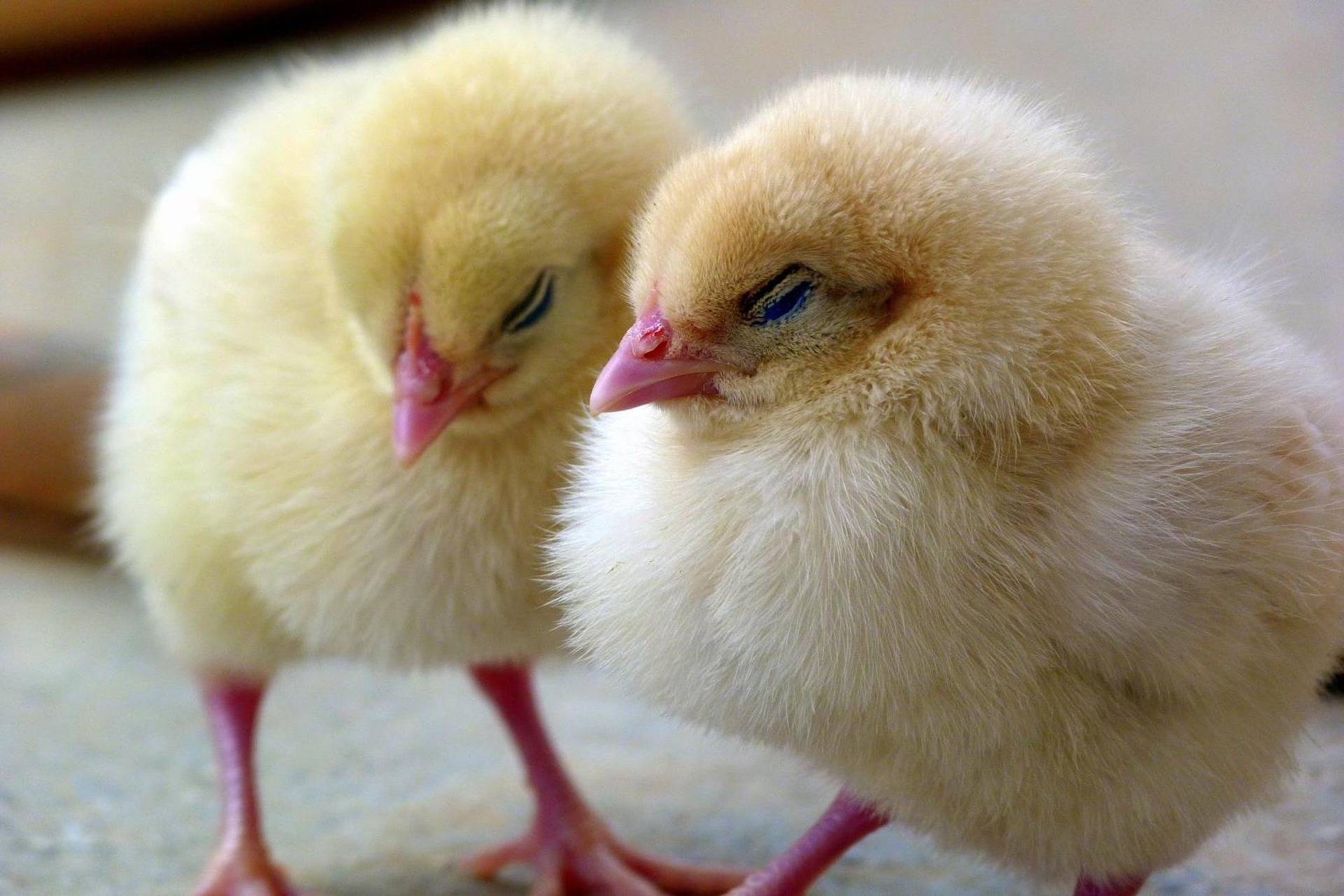 chicks-1444525_1920.jpg