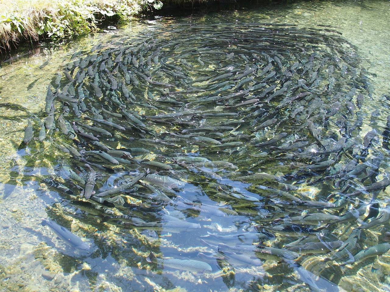 fish-farming-976294_1280.jpg