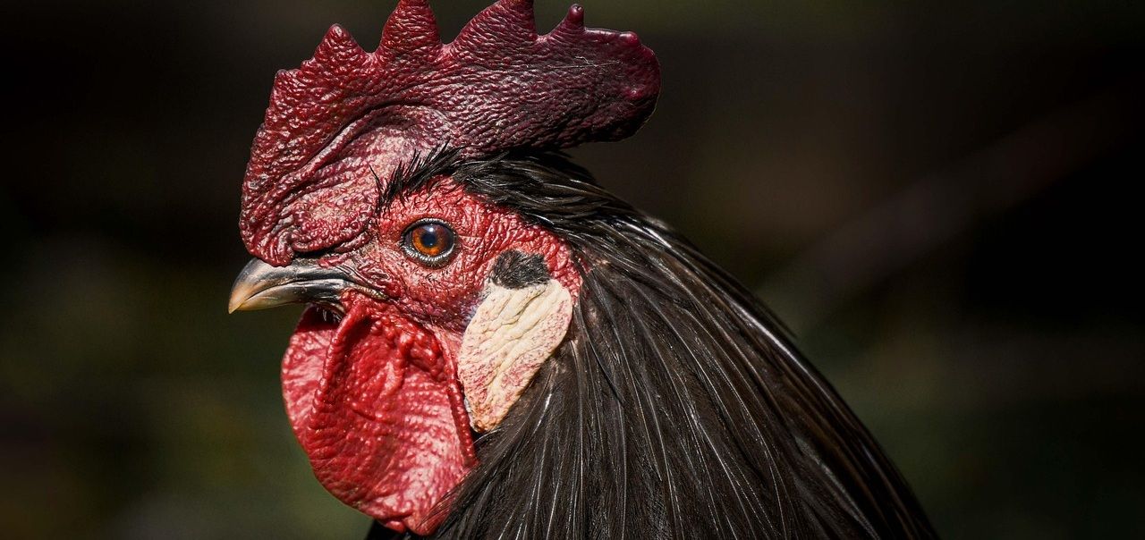 chicken-bandeau.jpg