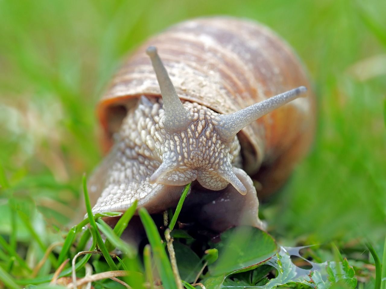 snail-1502214_1280.jpg