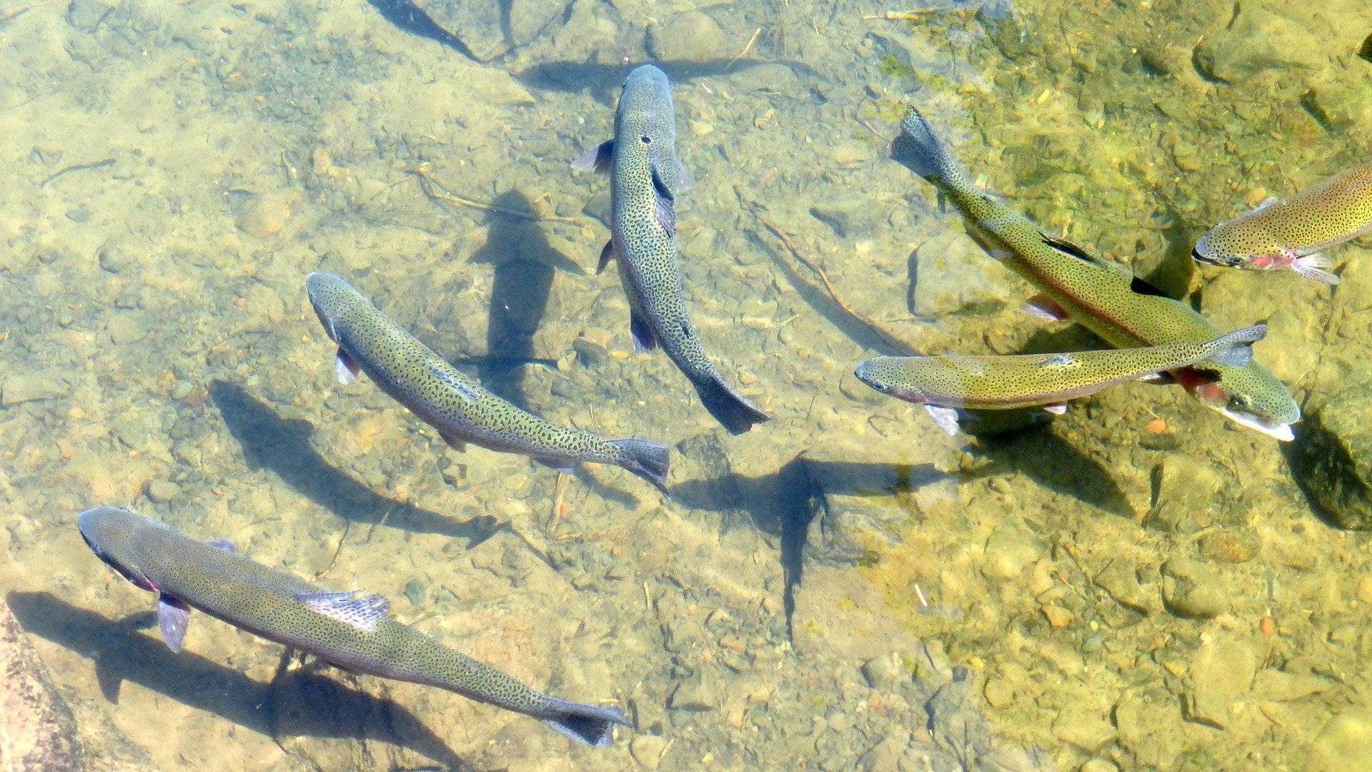 trout-953012_1920.jpg