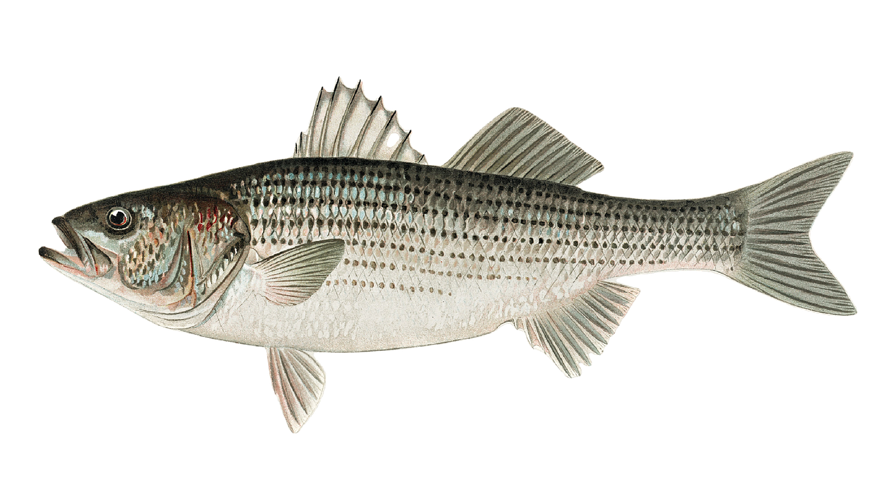 striped-bass-6254407_1280.png
