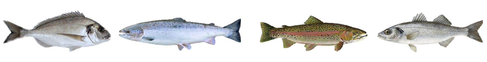 bandeau-selectorganic.png
