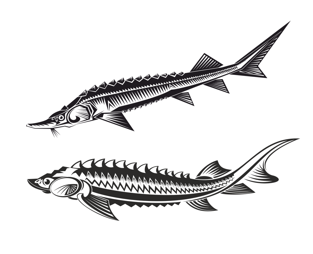 sturgeon-5720219_1280.png