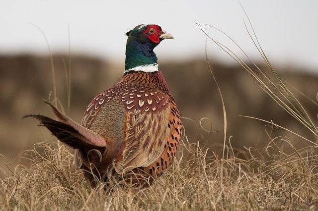 pheasant-765448_640.jpg