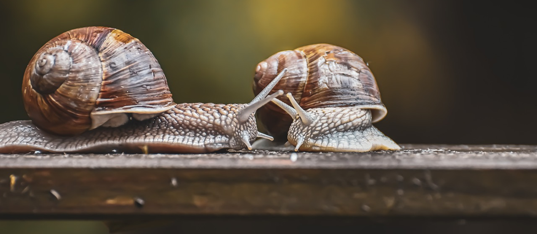 escargot.png