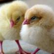 chicks-1444525_1920.jpg