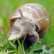 snail-1502214_1280.jpg