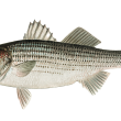 striped-bass-6254407_1280.png