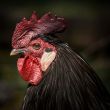chicken-8224162_1280.jpg