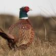 pheasant-765448_640.jpg